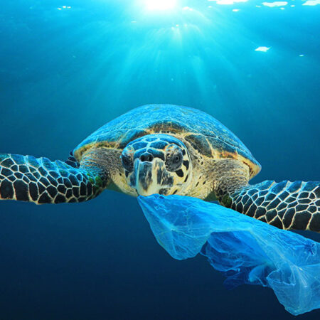 海洋プラスチックごみ問題 ボトルフリープロジェクト Bottle Free Project ウォータースタンド株式会社