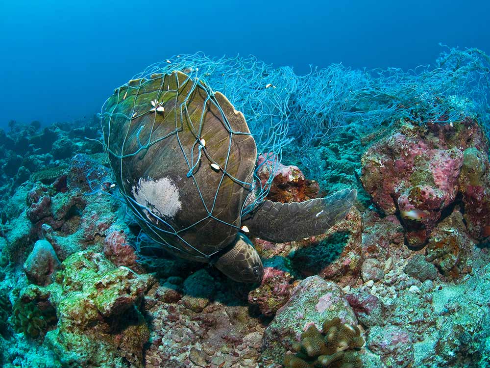 海洋生物への絡みつき(ゴーストギア)